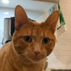 Meet your Posher, Chubby tiger